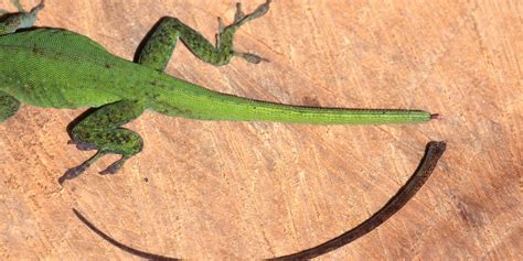 Lizard Tail .